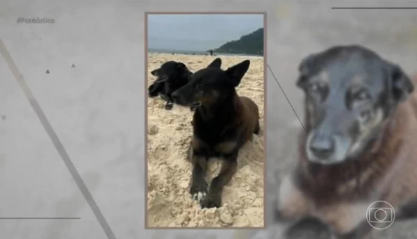 Fantástico Expõe Detalhes da Brutal Morte de Orelha, Cachorro Comunitário de Florianópolis